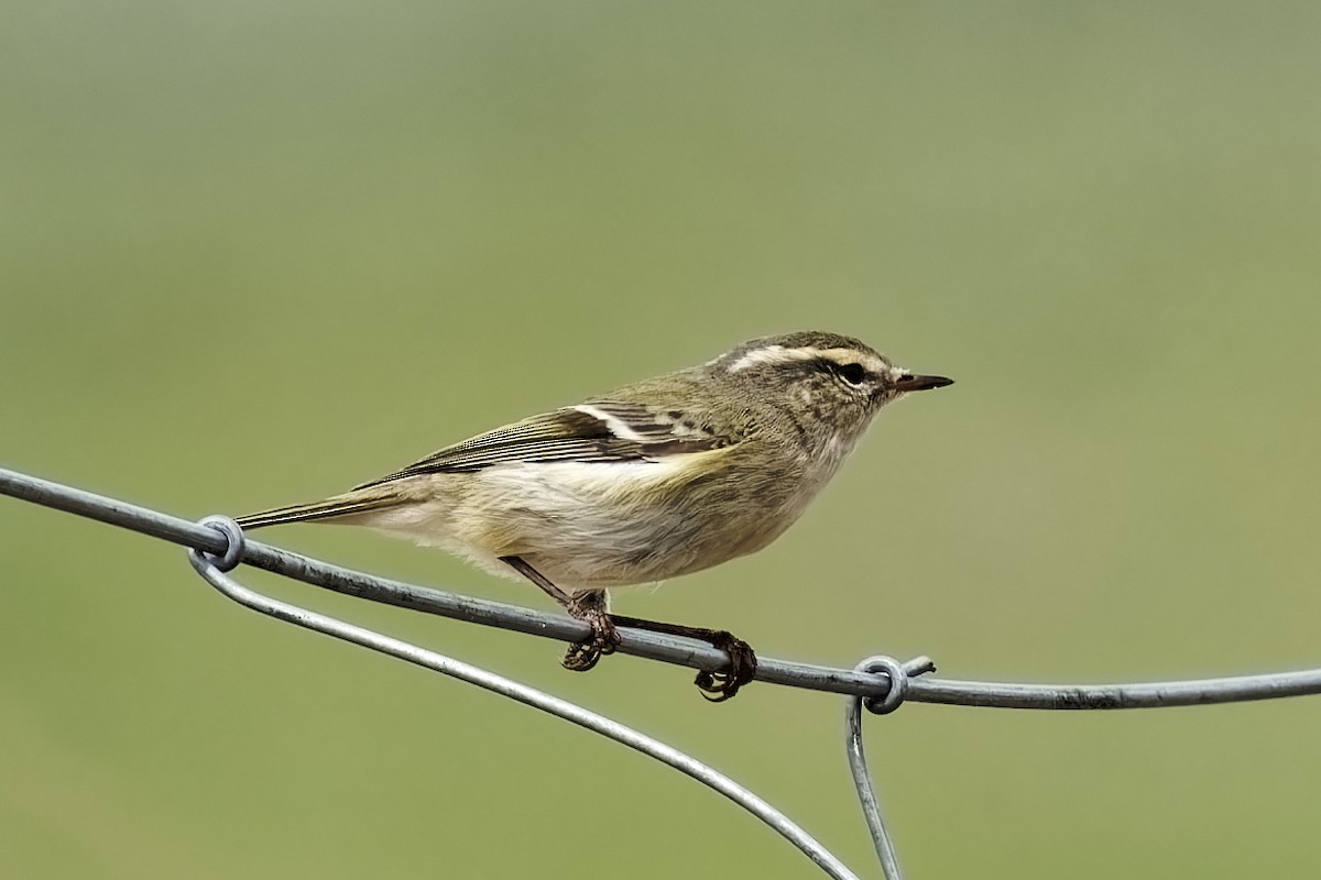 Hume's Warbler - ML619873698