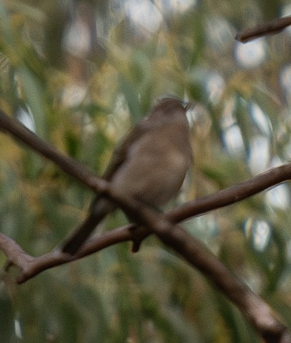 Pink Robin - ML619873700