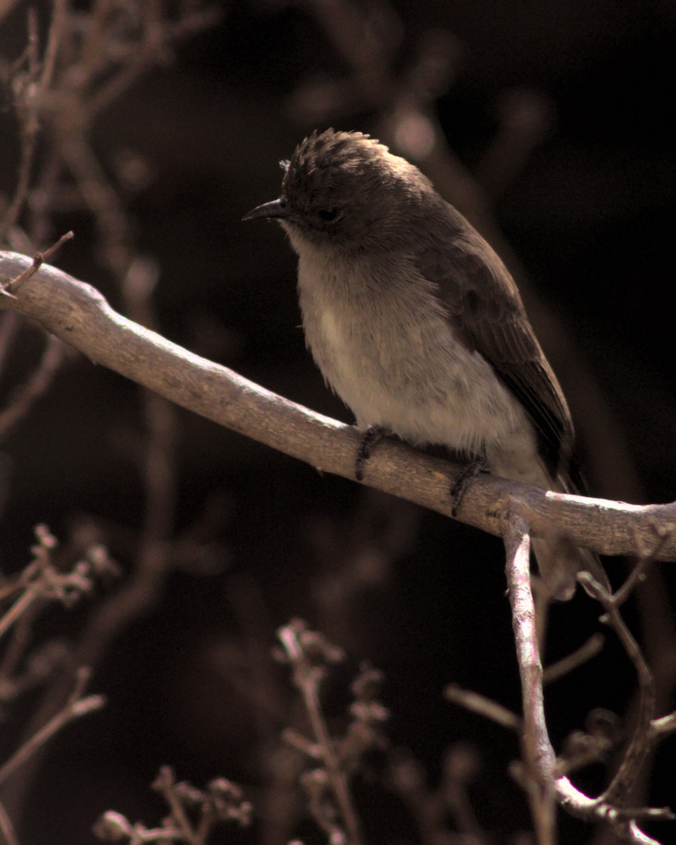 Wahlberg's Honeyguide - ML619873702