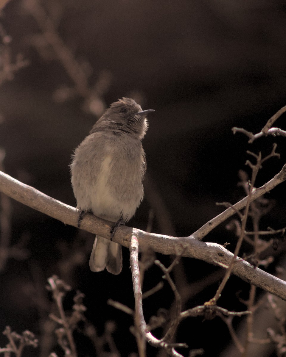 Wahlberg's Honeyguide - ML619873704