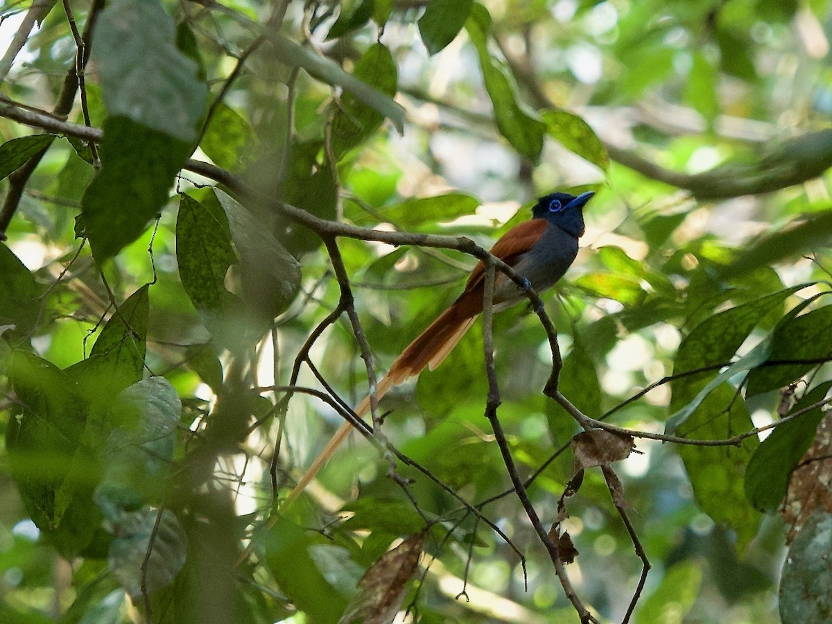 Blyth's Paradise-Flycatcher - ML619873708