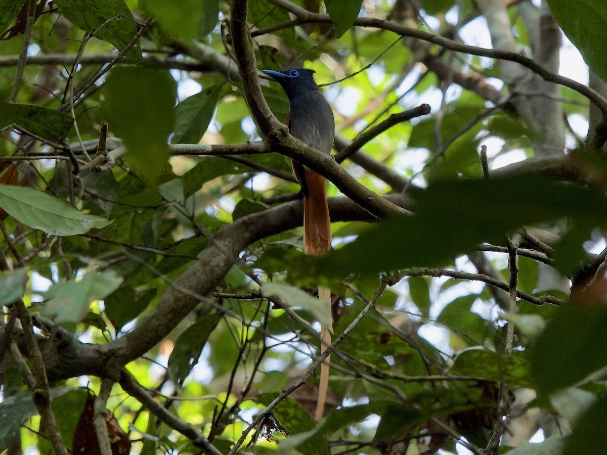 Blyth's Paradise-Flycatcher - ML619873710