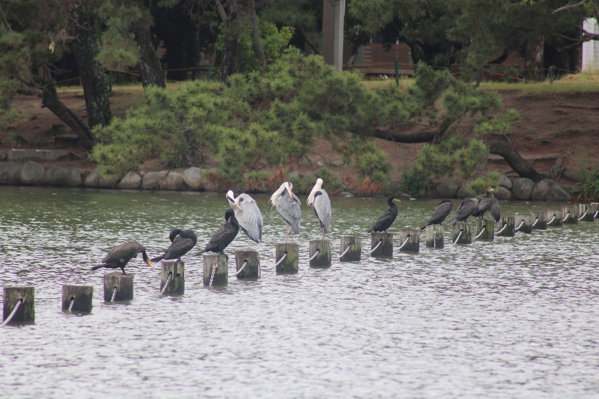 Great/Japanese Cormorant - ML619873714