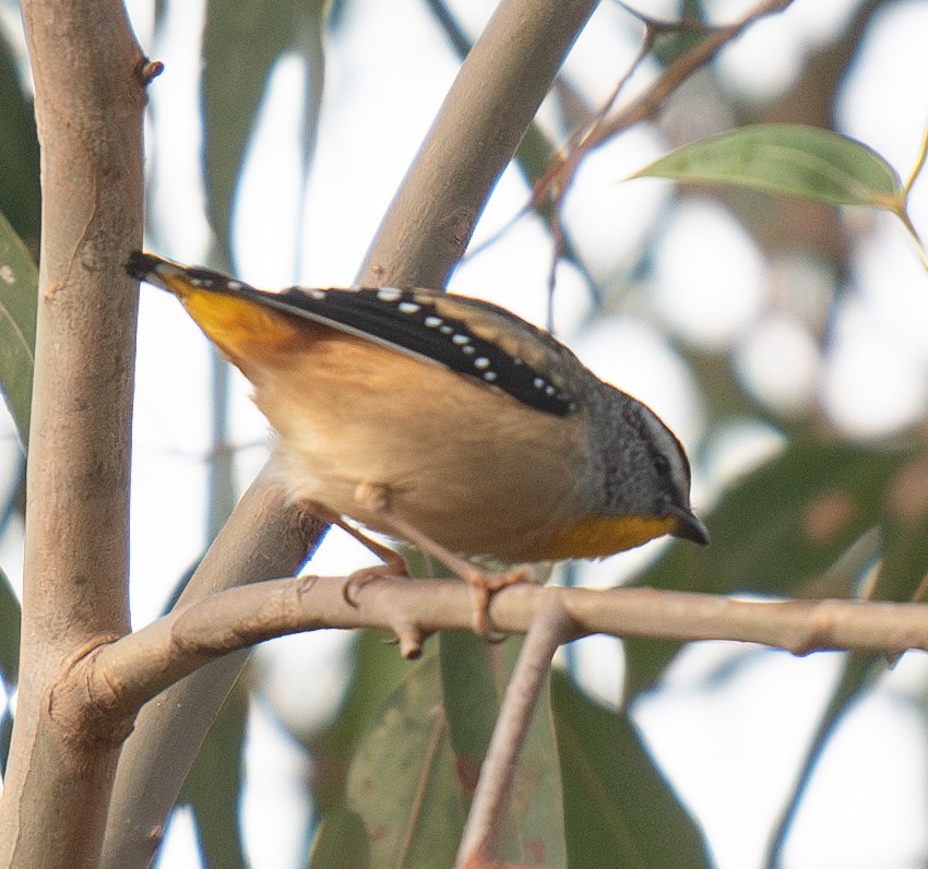 Spotted Pardalote - ML619873715