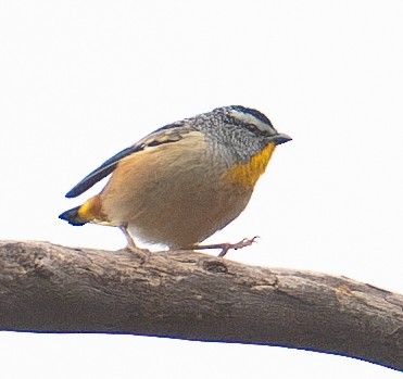 Spotted Pardalote - ML619873751
