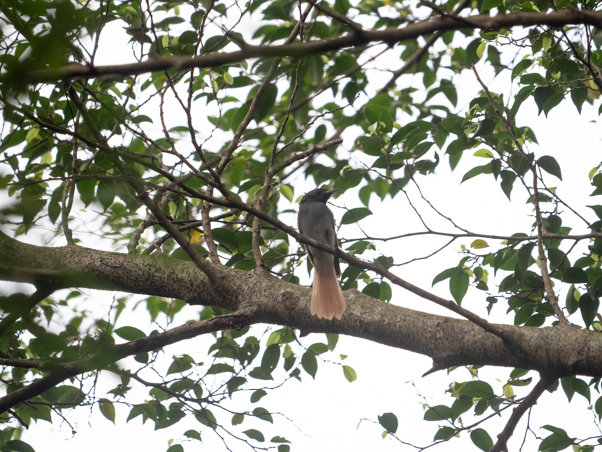 Blyth's Paradise-Flycatcher - ML619873754