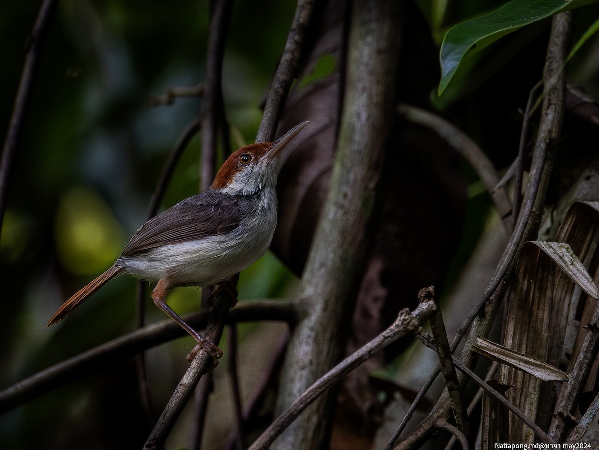 Rufous-tailed Tailorbird - ML619873760
