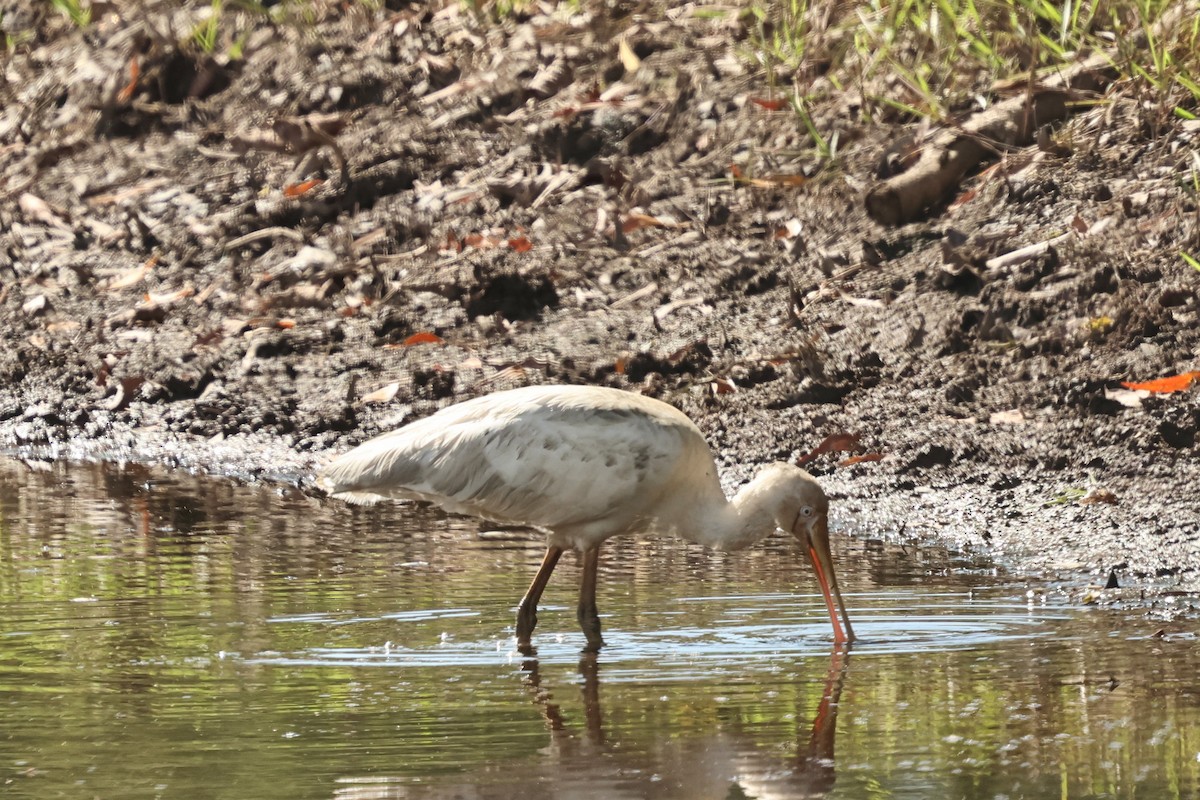 Yellow-billed Spoonbill - ML619873763