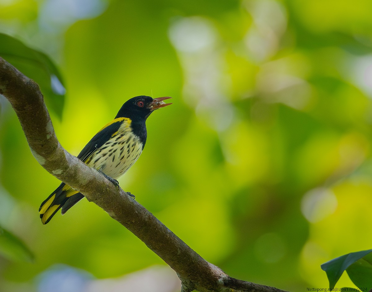 Dark-throated Oriole - ML619873789