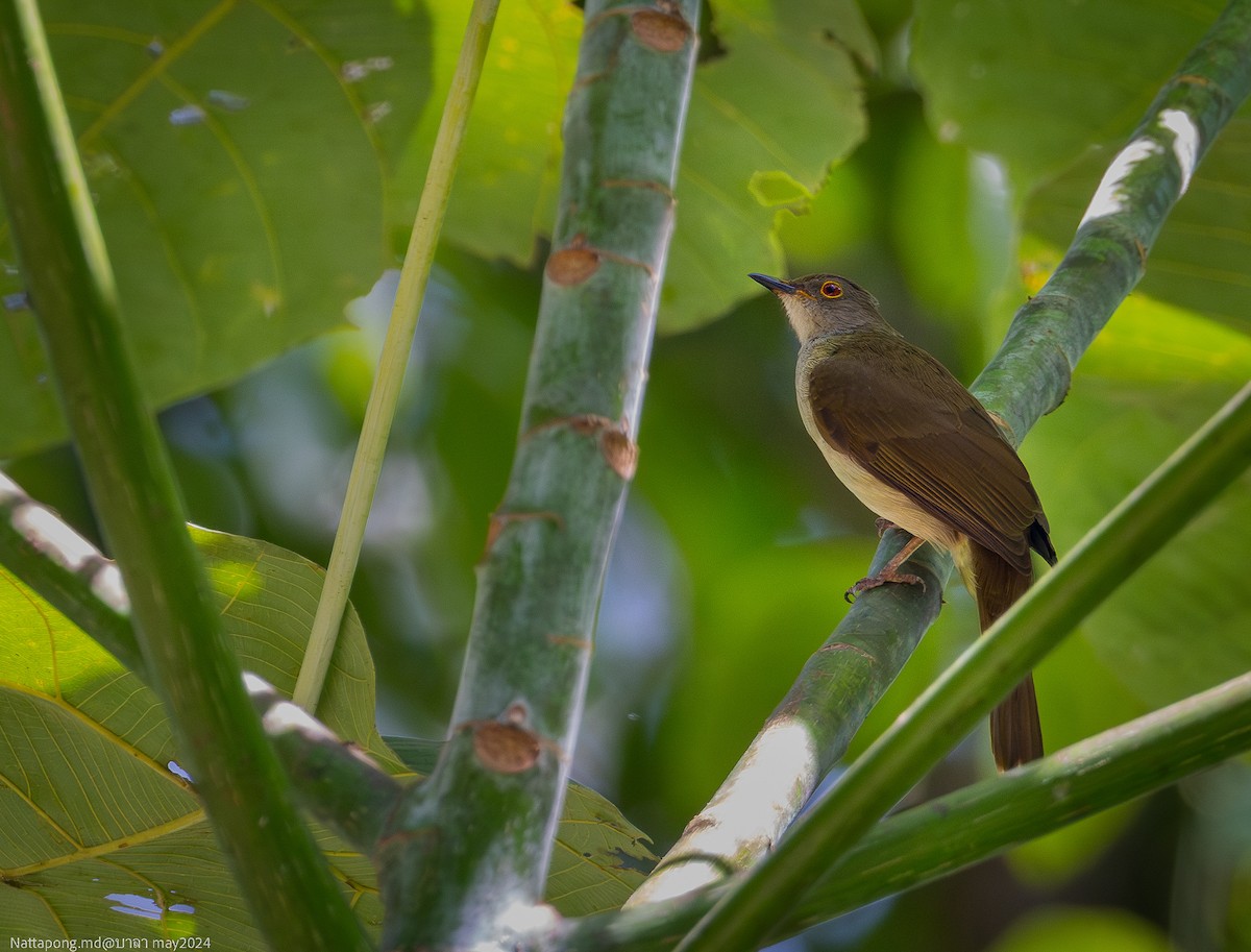 bulbul brýlatý - ML619873791