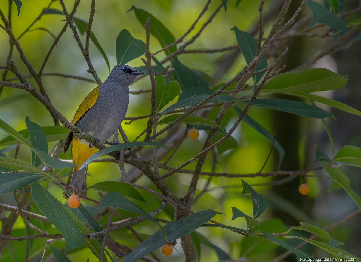 Gray-bellied Bulbul - ML619873793