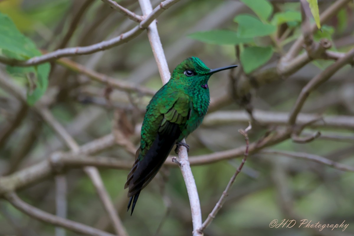 Green-crowned Brilliant - ML619873807