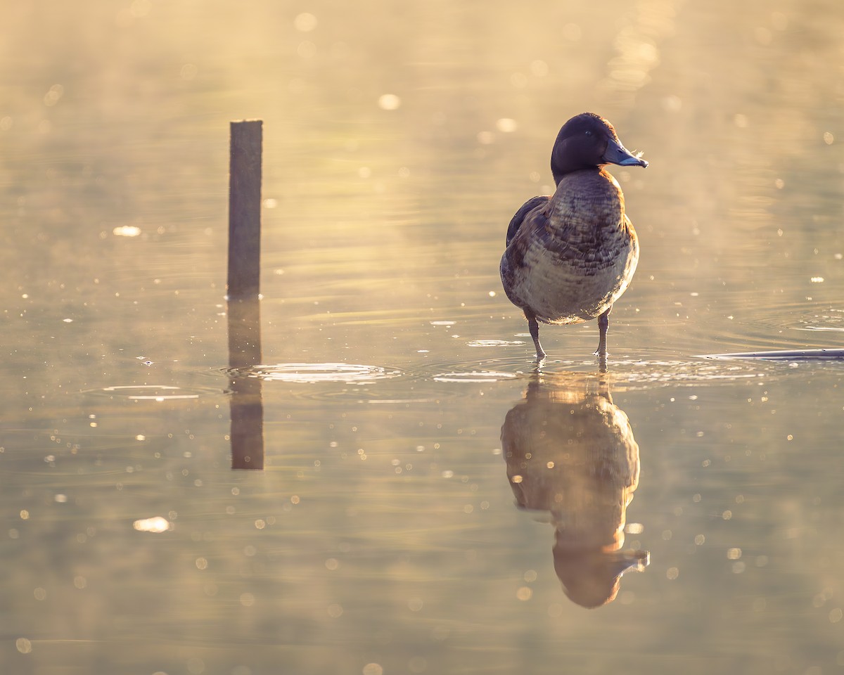 Hardhead - Mick Phillips