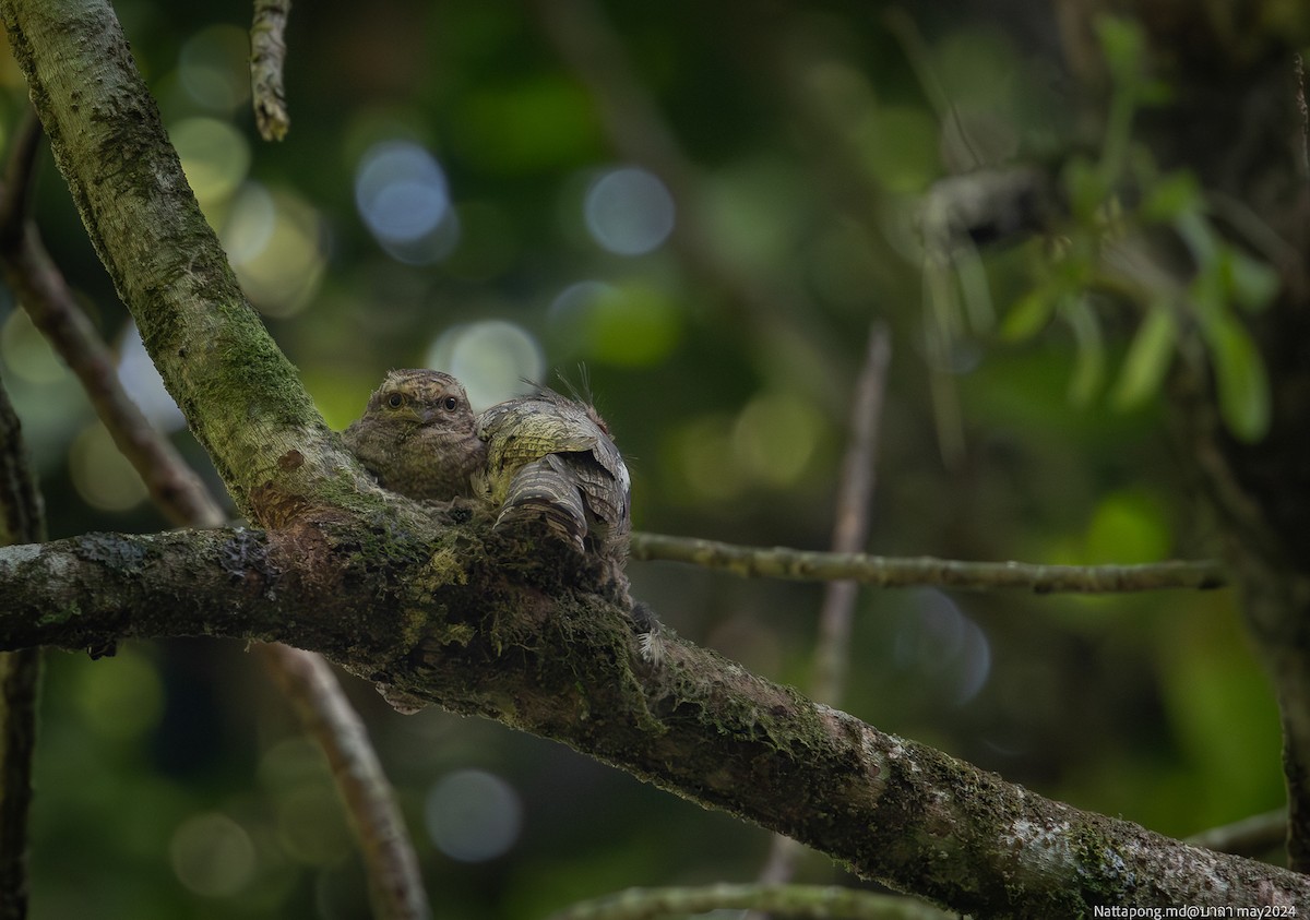 Blyth's Frogmouth - ML619873810