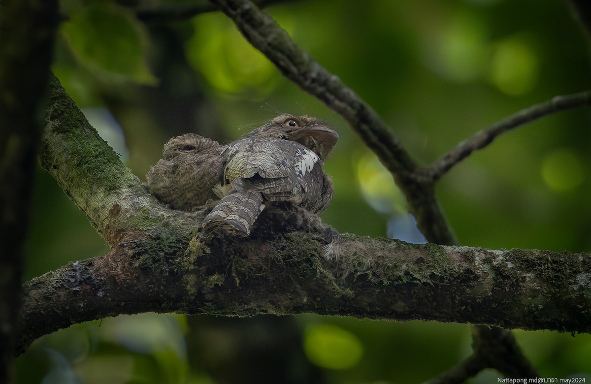 Blyth's Frogmouth - Nattapong Banhomglin