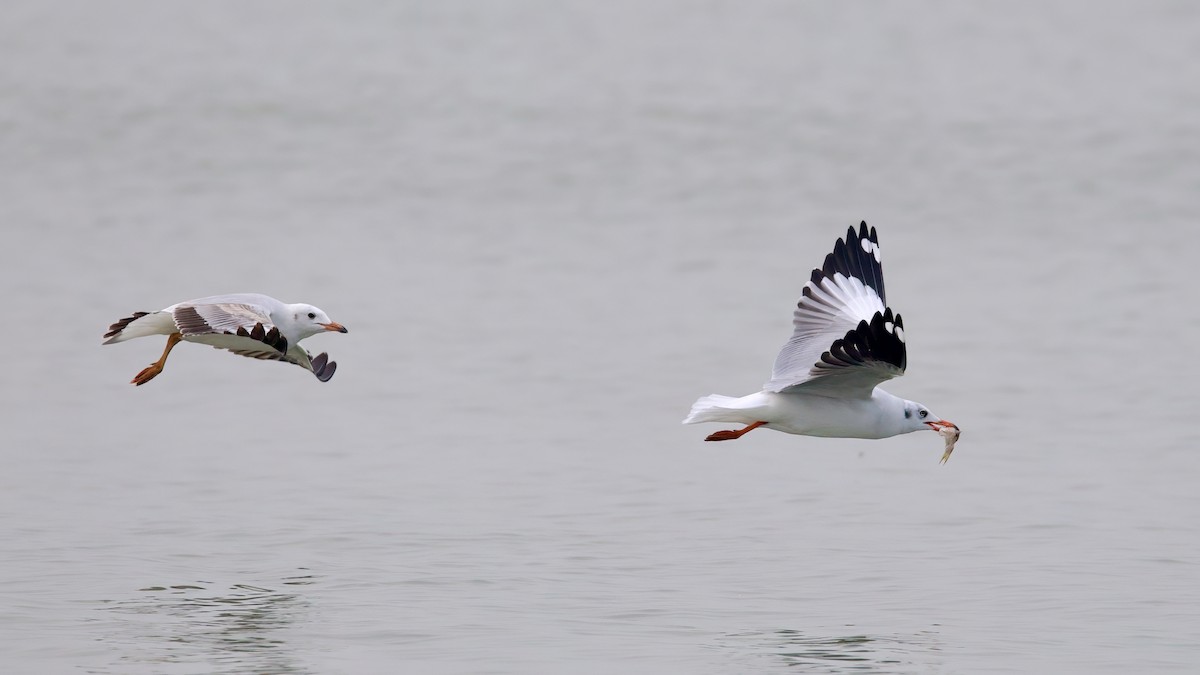 Black-headed/Brown-headed Gull - ML619873815