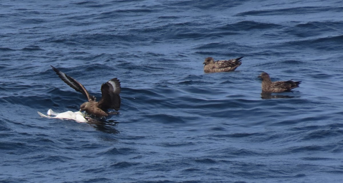 Great Skua - ML619873825