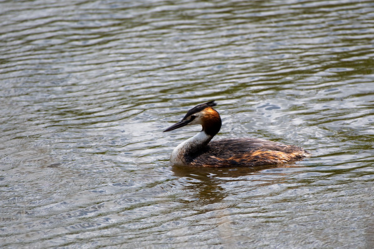 Great Crested Grebe - ML619873839