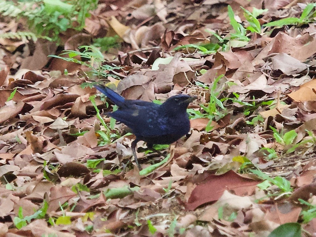 Blue Whistling-Thrush (Black-billed) - ML619873840