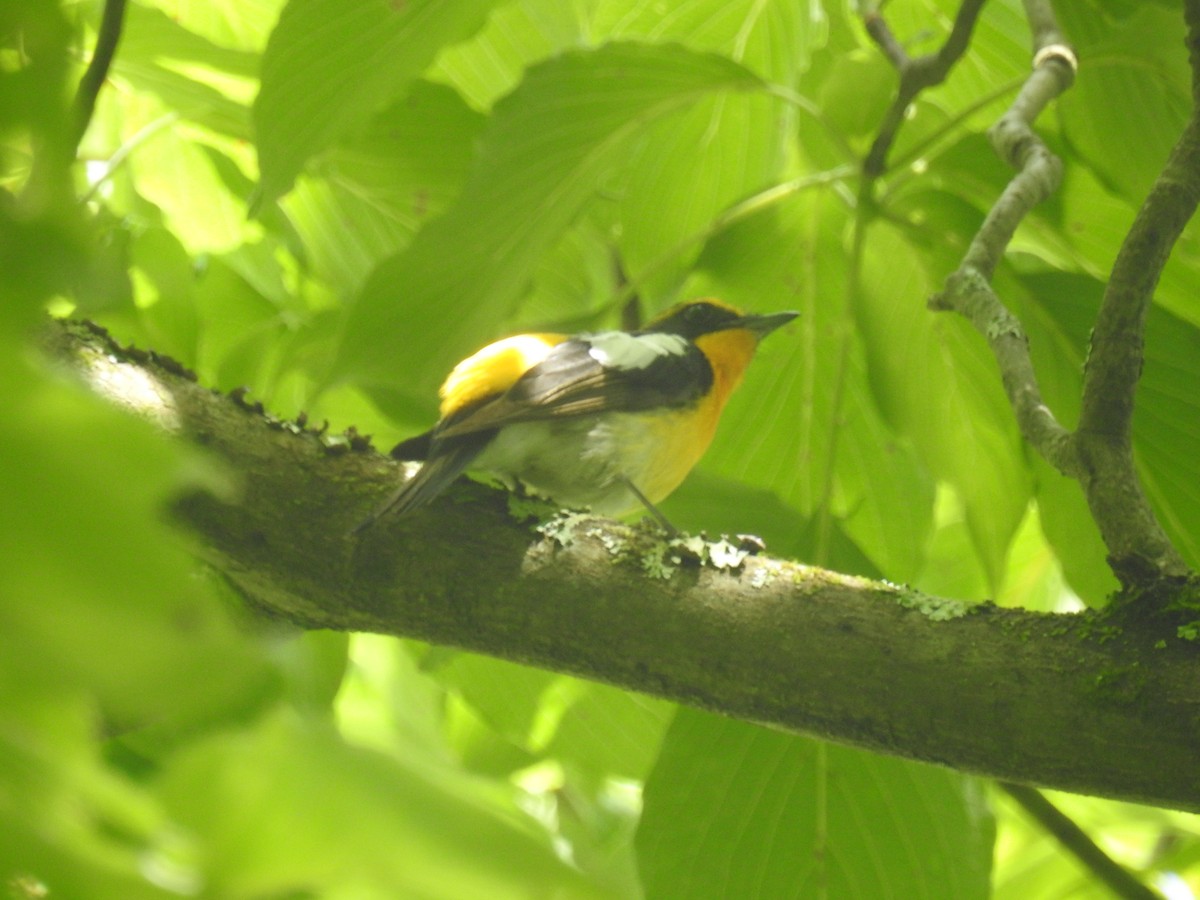 Narcissus Flycatcher - ML619873860