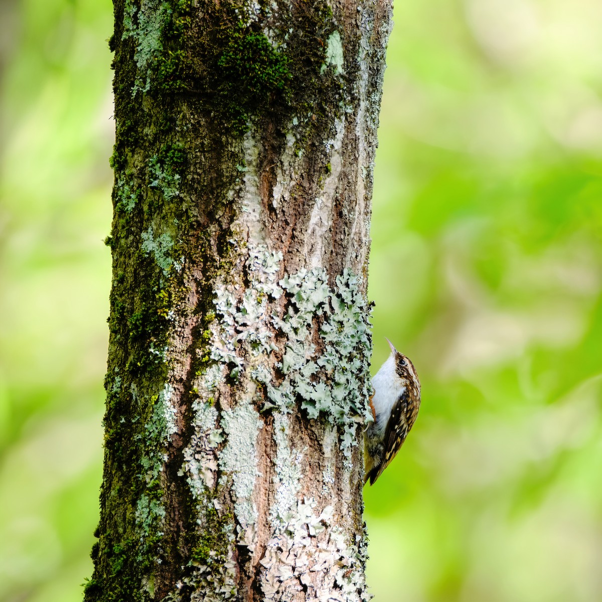 Eurasian Treecreeper - ML619873864