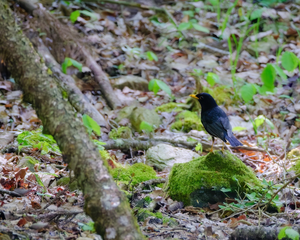 Japanese Thrush - ML619873865