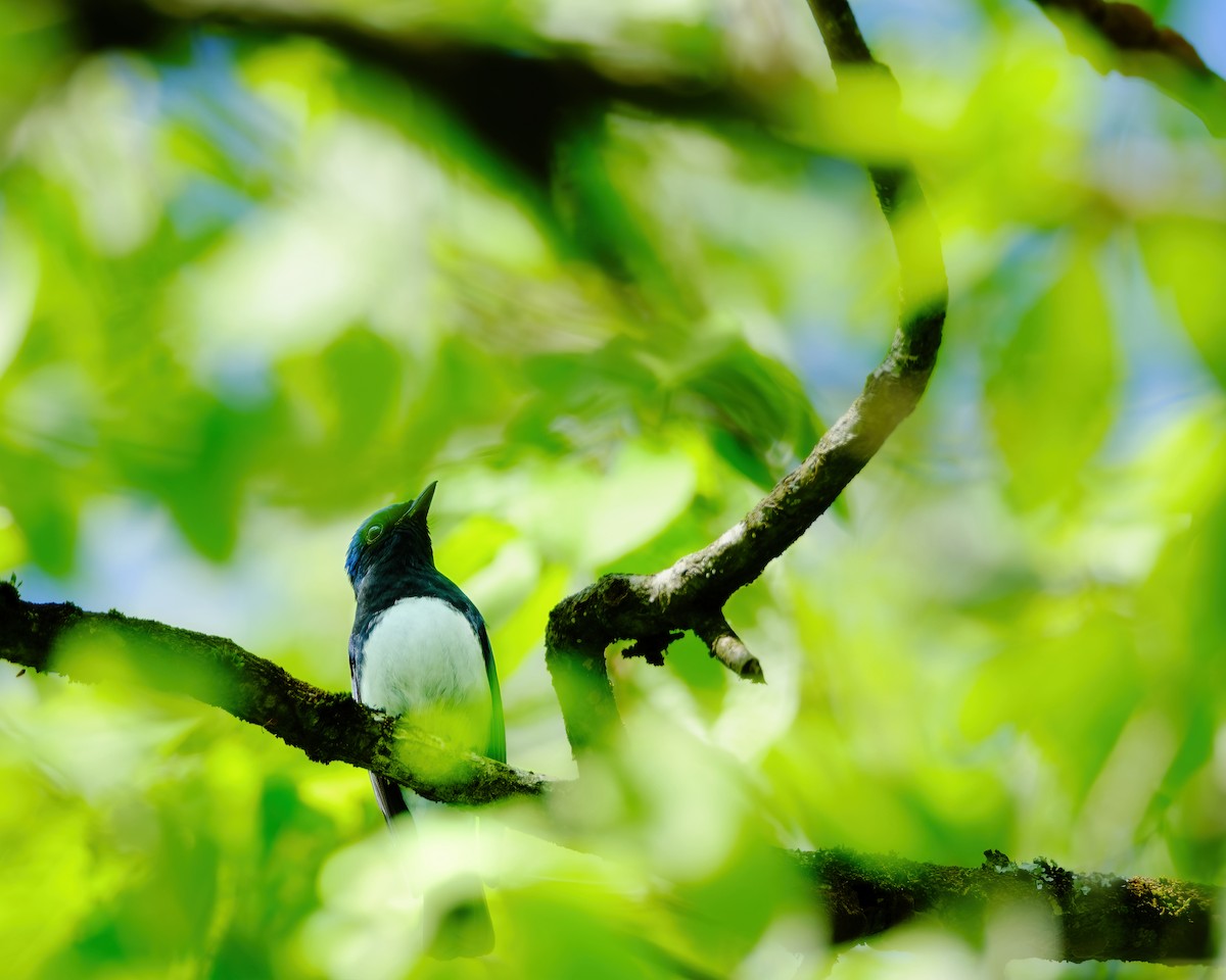 Blue-and-white Flycatcher - ML619873880
