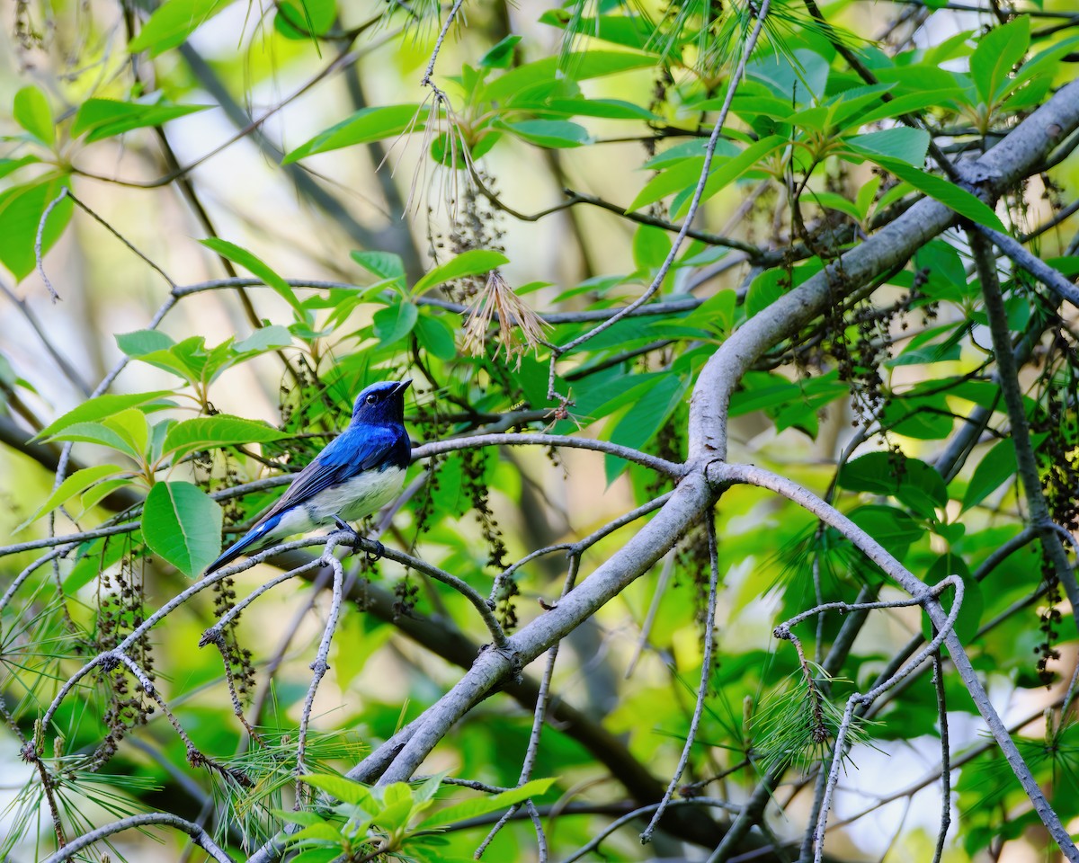 Blue-and-white Flycatcher - ML619873881