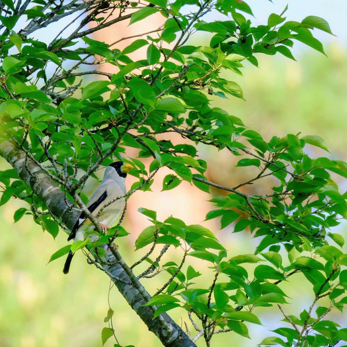 Japanese Grosbeak - ML619873889