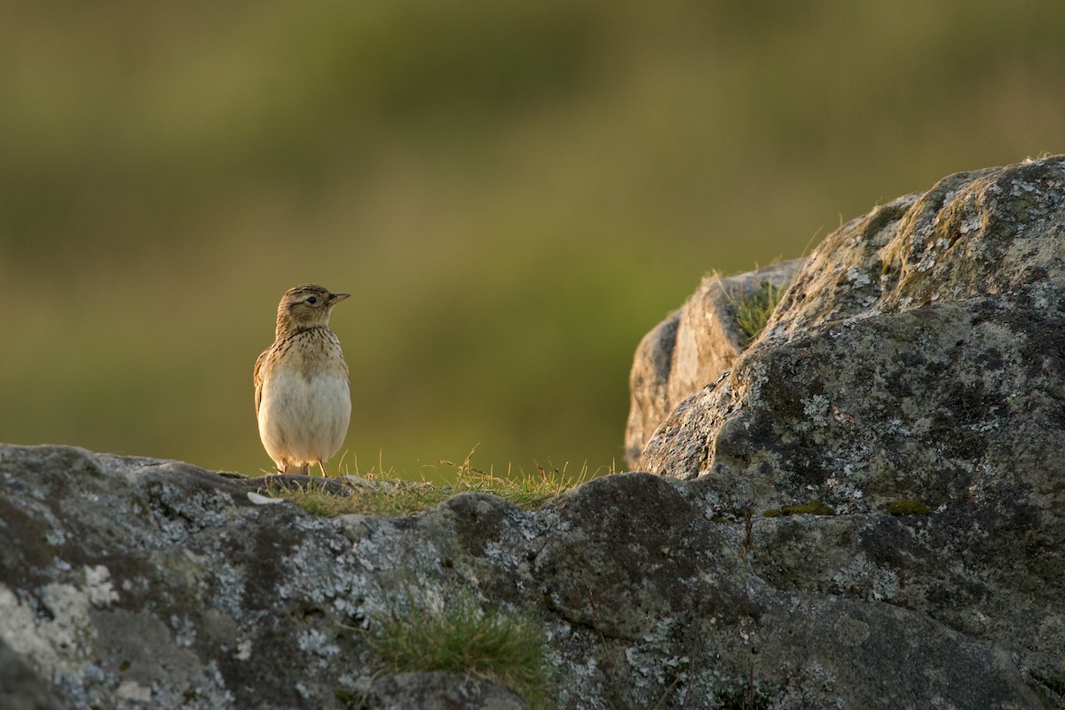 Meadow Pipit - ML619873892