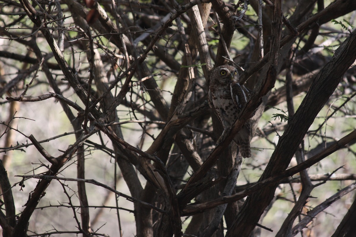 African Barred Owlet (Bar-fronted) - ML619873897
