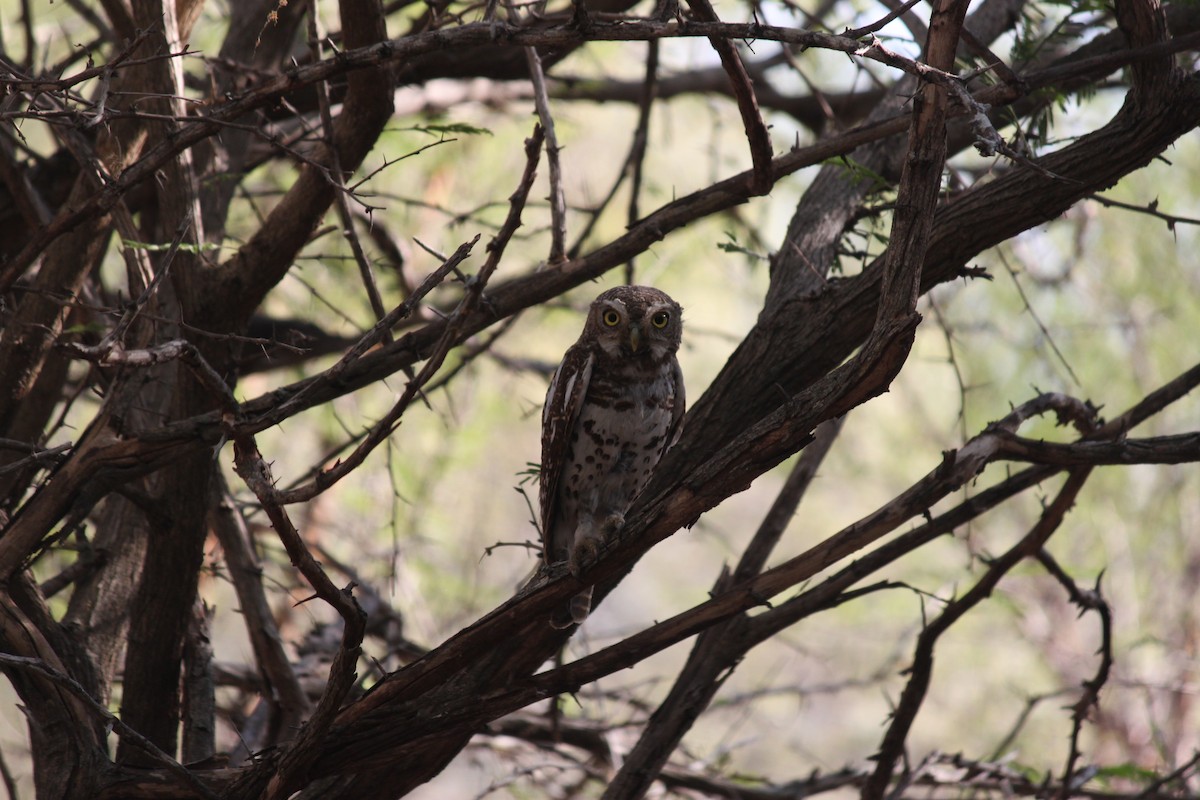 African Barred Owlet (Bar-fronted) - ML619873898