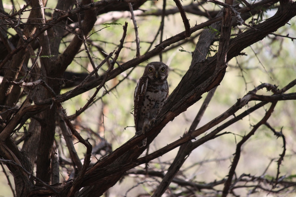 African Barred Owlet (Bar-fronted) - ML619873899