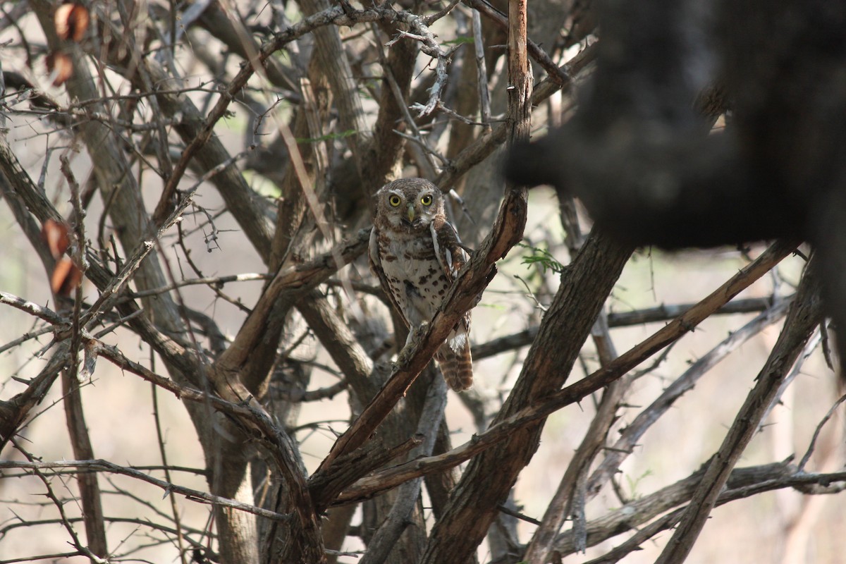 African Barred Owlet (Bar-fronted) - ML619873900