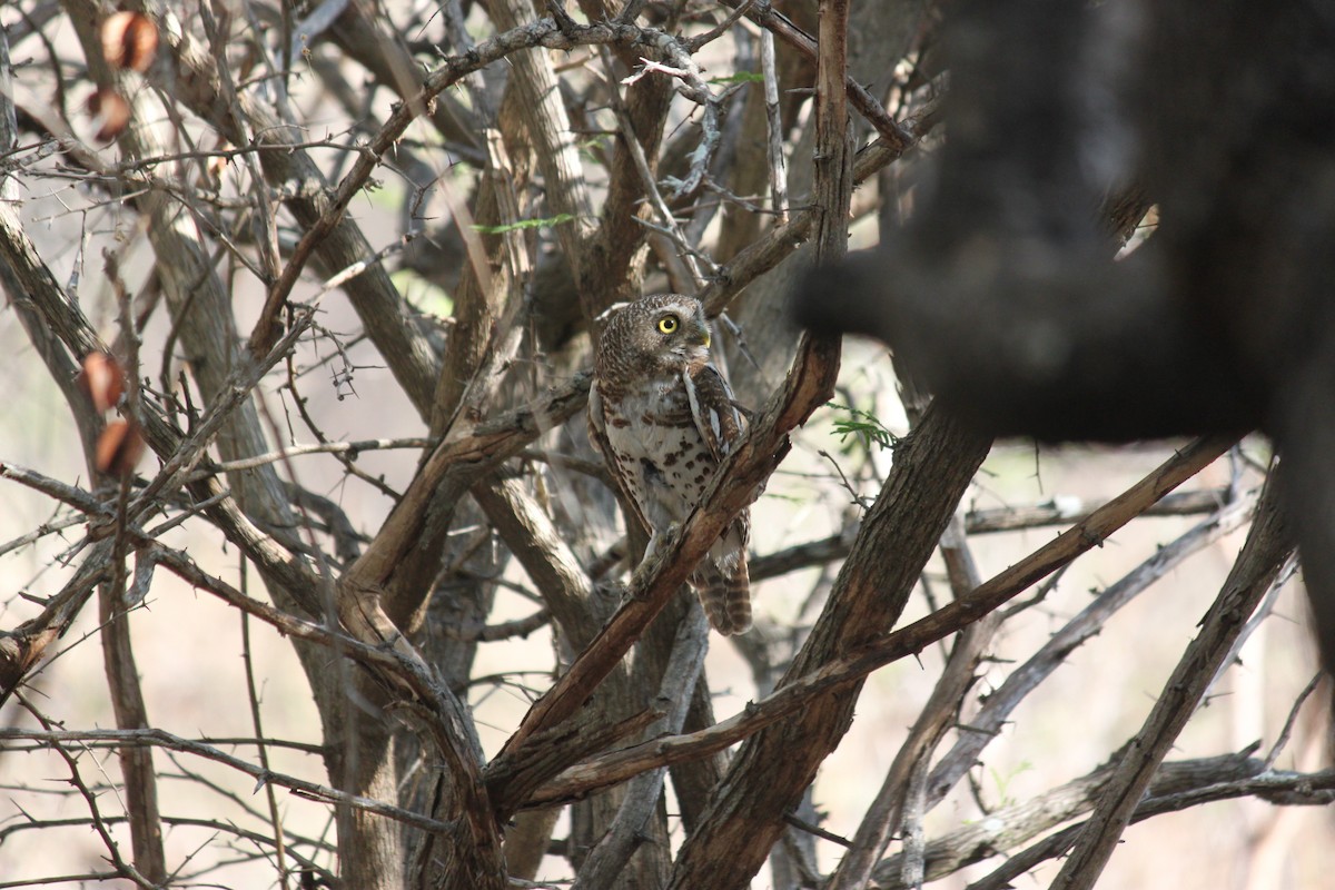 African Barred Owlet (Bar-fronted) - ML619873901