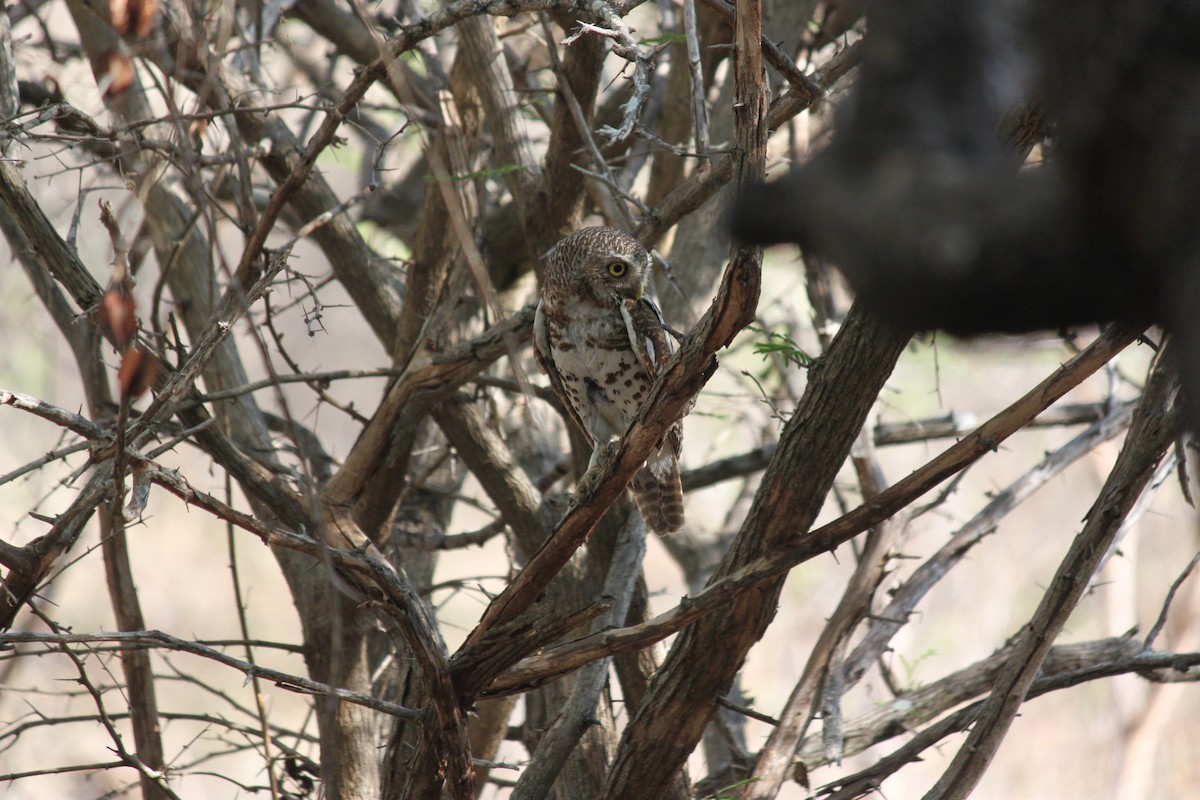 African Barred Owlet (Bar-fronted) - ML619873902