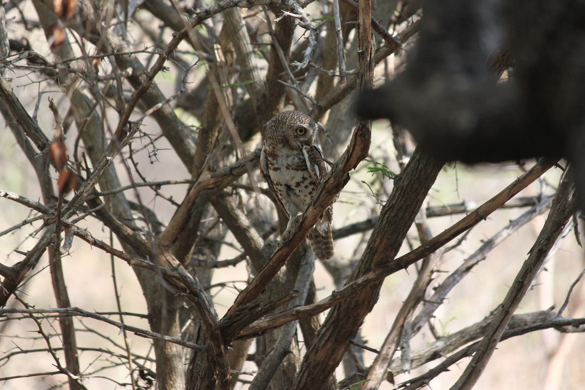 kulíšek africký (ssp. capense/ngamiense) - ML619873902