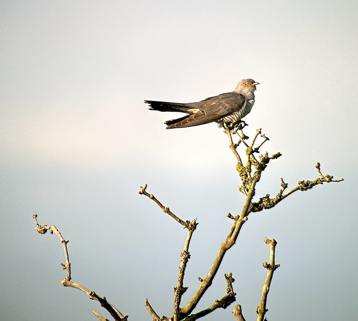 Common Cuckoo - ML619873909