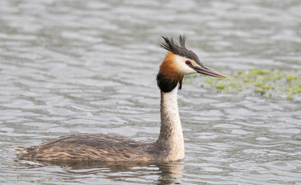 Great Crested Grebe - ML619873910