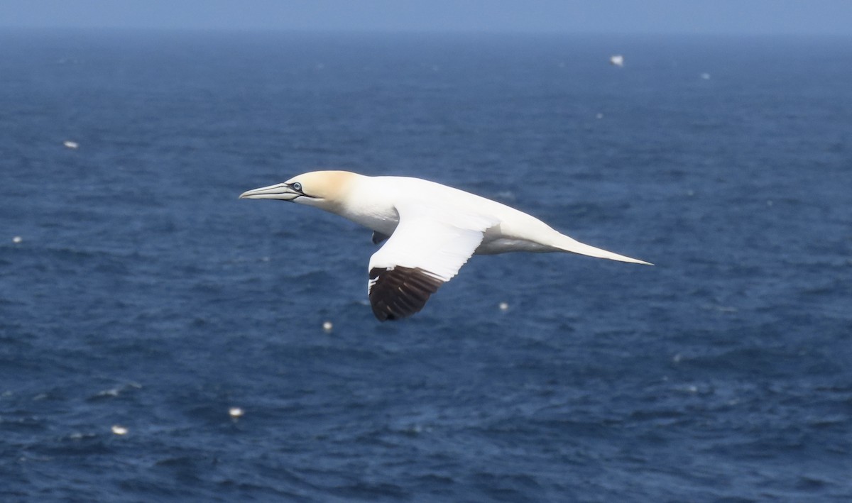 Northern Gannet - ML619873911