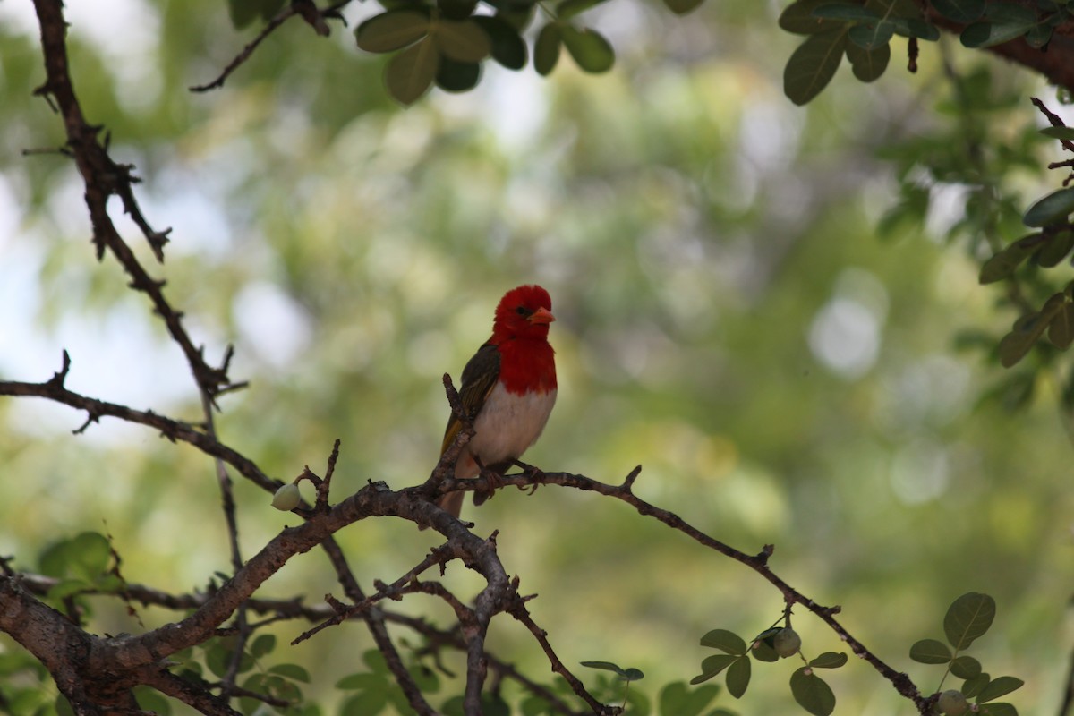 Red-headed Weaver (Southern) - ML619873916