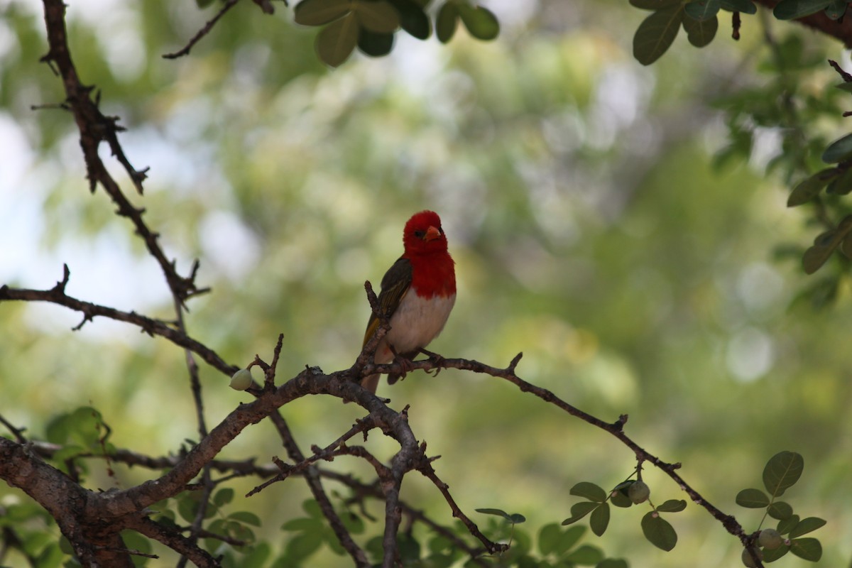 Red-headed Weaver (Southern) - ML619873917