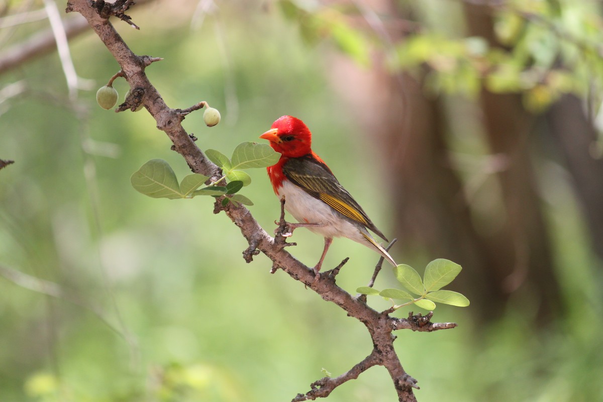 Red-headed Weaver (Southern) - ML619873918