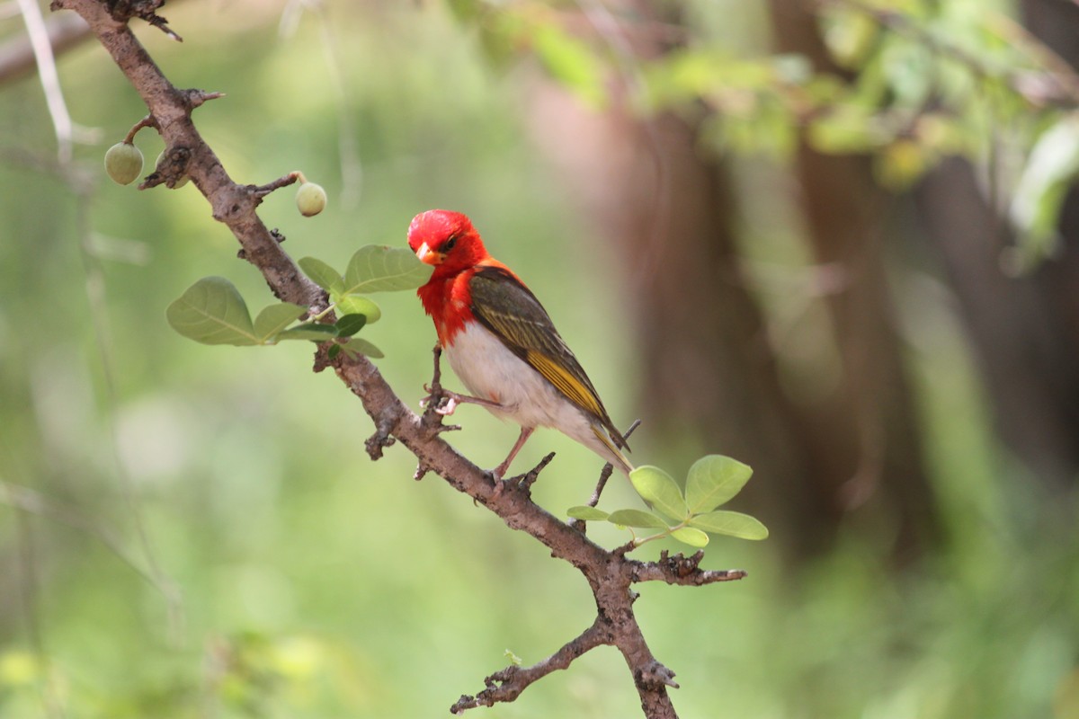 Red-headed Weaver (Southern) - ML619873919