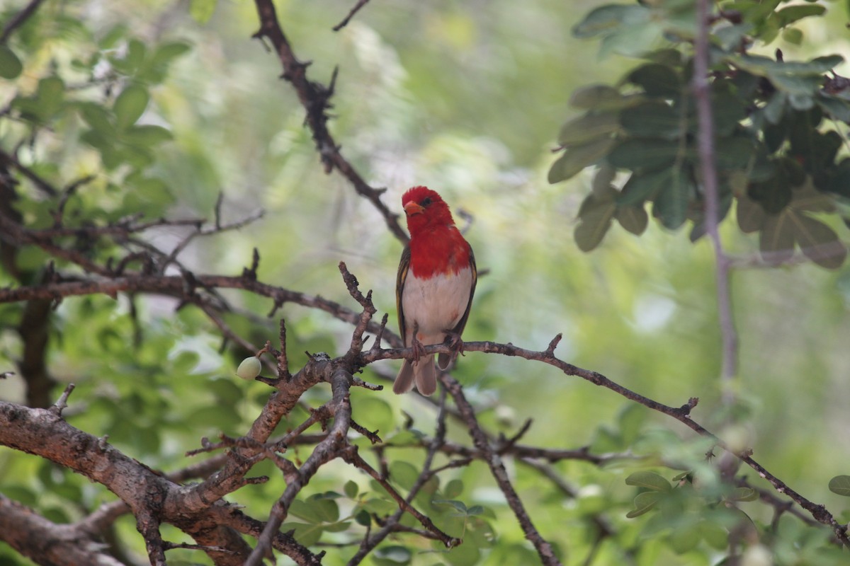 Red-headed Weaver (Southern) - ML619873920