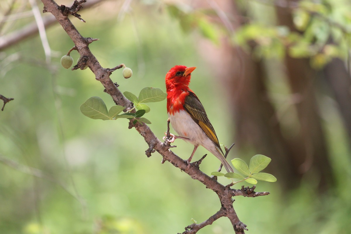 Red-headed Weaver (Southern) - ML619873921