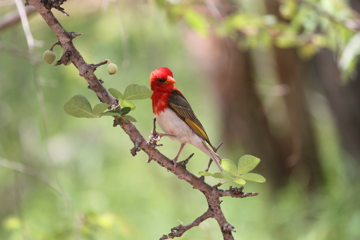 Red-headed Weaver (Southern) - ML619873922