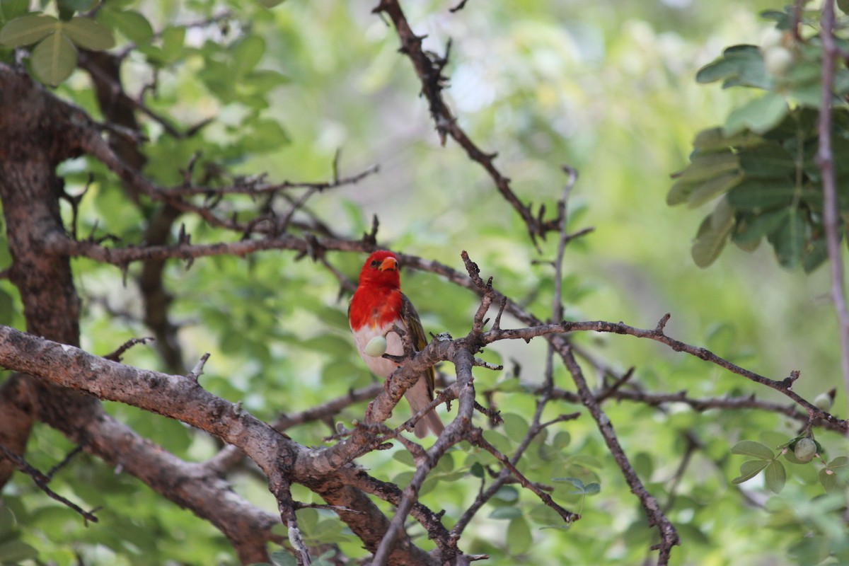 Red-headed Weaver (Southern) - ML619873923