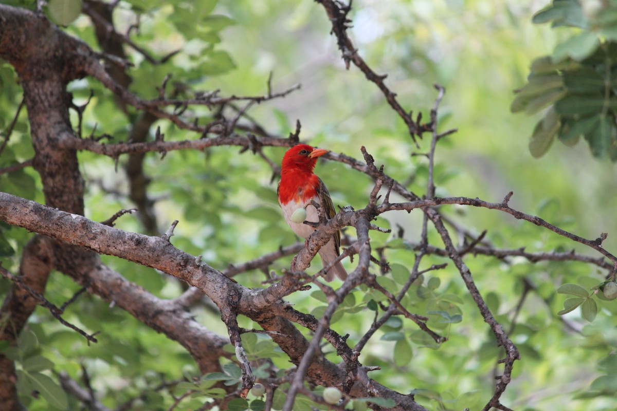 Red-headed Weaver (Southern) - ML619873924