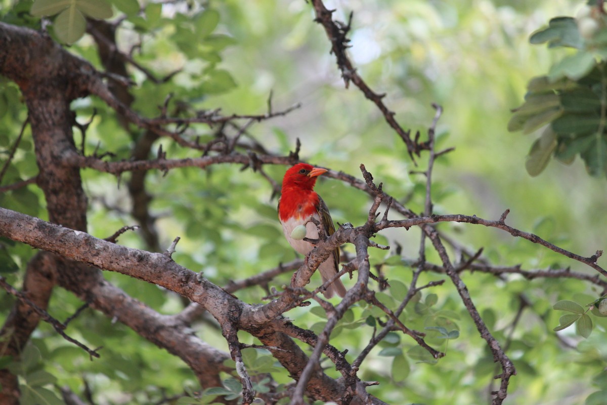 Red-headed Weaver (Southern) - ML619873925